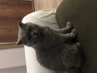 Dişi-Erkek Çift British Shorthair