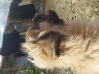 Beş aylık pekinez dişi köpek aşıları var