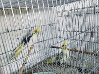 Sultan papağanı el beslemesi yavrular mevcuttur