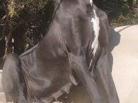 Great dane A şecereli danua