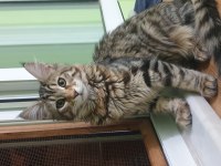 Main coon 4 aylık
