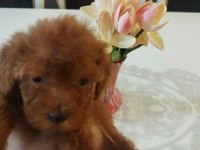 Red Brown Üst Kalite Toy Poodle Yavrular
