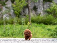 Kore Kan Toy Poodle Yavrularımız