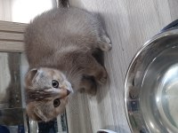 Sevimli scottish fold dostlarımız sahibini bekliyor