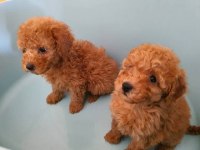 Toy Poodle Dişi
