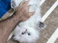 Scottish fold longhair dişi