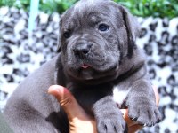 Fcı-Kıf Şecereli Safkan Cane Corso Köpekler