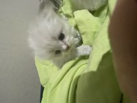 British shorthair 2 aylık