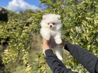 Pomeranian Boo Bebekler