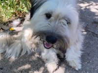 2 Yaşında terrier bej ücretsiz sahiplendirilecektir