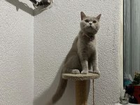 British shorthair yuvanızı benimle paylaşırmısınız