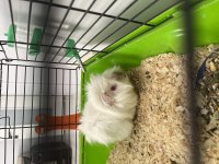 Albino 4 aylık guinea pig