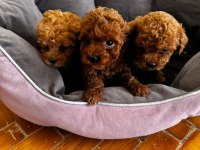 Poodle kızlarıma yuva