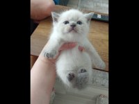 British shorthair blue point yavrular