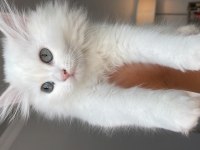 British longhair