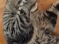 Kısır çipli scottish fold erkek kedime yeni yuva arıyoruz
