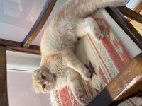 Scottish fold oğlumuza eş