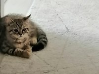 British shorthair 2.5 aylık