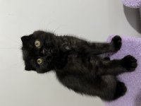 Scottish Fold Kedisi Sahiplendirme