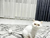 1 yaşında dişi iran kedisi