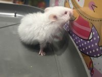 Uzun tüylü suriye hamsterları yeni sahiplerini bekliyor