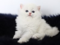 British longhair tostikim