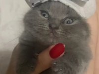 Scottish fold son dişi yavru Antalya