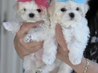 Maltese Terrıer Kore Kan Yavrular