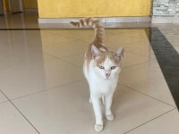 Beyaz turuncu ev kedisi