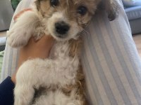 2 aylık dişi yavru köpeğimiz mosi