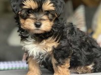 RESMİ İŞLETMEDEN MALTİPOO YAVRULARI