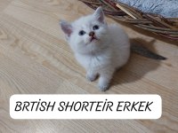 MAVİ GÖZLÜ BRİTİSH SHORTHAİR PAŞAM HAZIR