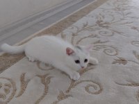 Sağlıklı yeterince anne sütü almış bebek kediler