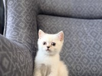 Erkek Yavru Kedim Yeni Ailesini Arıyor