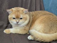 Ücretsiz Sahiplendirme British Golden Shorthair
