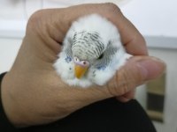 4 aylık muhabbet kuşu dişimiz
