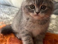 2 aylık Dişi Scottish Fold Shorthair Tabby
