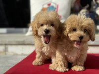 Profesyonel Çiftlikde Ziyarete Açık Maltipoo