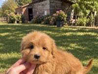 RED MALTİPOO KIZIMIZ