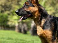 Almanların Efsaneleşen Köpeği Alman Kurdu Yavruları