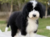 Bernedoodle Yavrular