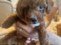 Kore Toy Poodle Erkek