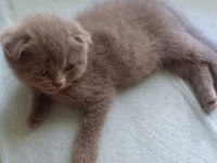 Koca kafa scottish fold bebekler her renk her ırk mevcut