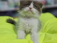 Cinnemon Bi Color Scottish Fold British Shorthair Yavruları