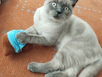 British Blue Point