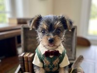 Evinizin Maskotu Olacak Mükemmel Dost Köpeğimiz