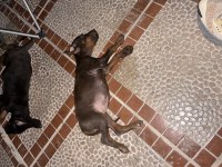 İzmir merkez de Doberman yavrusu