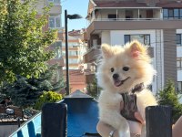 5 AYLIK ERKEK YAVRU KÖPEĞİMİZ