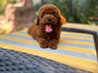 Irkın en güzeli toy poodle yavrularımız