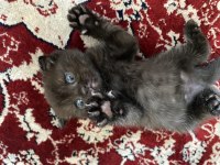 British shorthair kedisi dişi